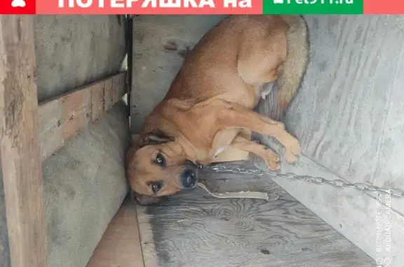Объявления о пропавших и найденных животных, Анапа, фото: Пропала собака в Супсехе, ул. Фестивальная, 22