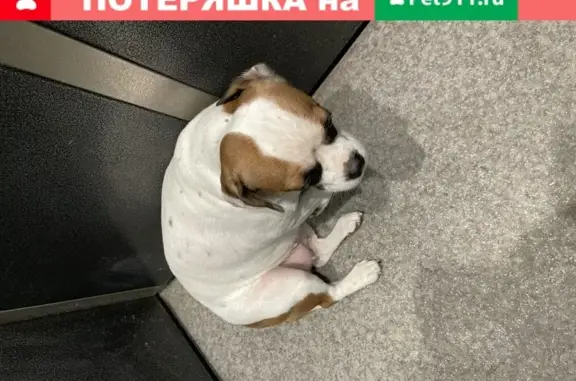 Собака Девочка найдена в Курске