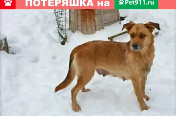 Найдена собака в Лесу Митино, Москва