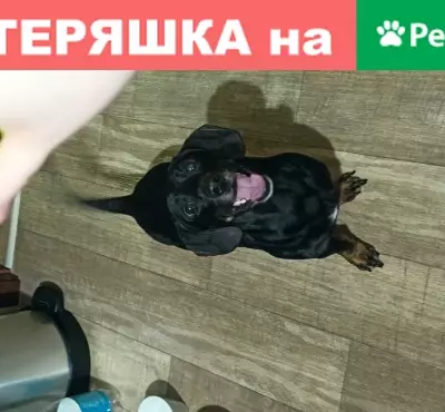 Собака Такса найдена в Екатеринбурге, 5 лет, кастрирован (39 символов)