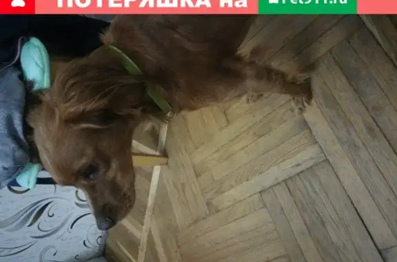 Пропала собака в Ялте на ул. Найденова - Мисхорская.