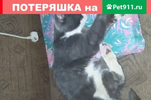 Найден кот возле Дома Одежды в Ижевске