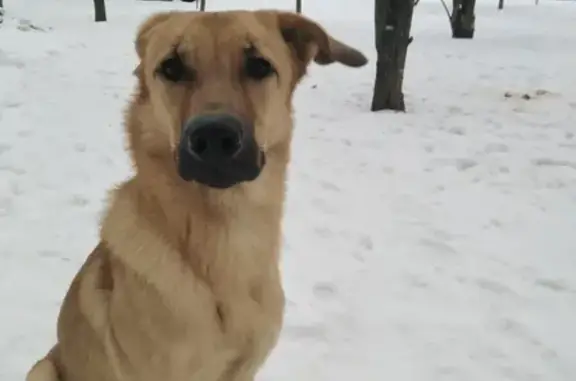 Найден пугливый пёс в Москве
