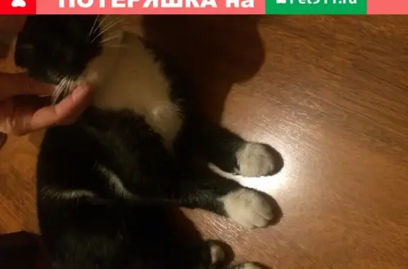 Молодой кот с короткими ушами найден в Ростове