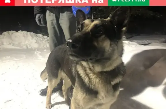 Найдена собака в Сергиевом Посаде, возможно щенок.