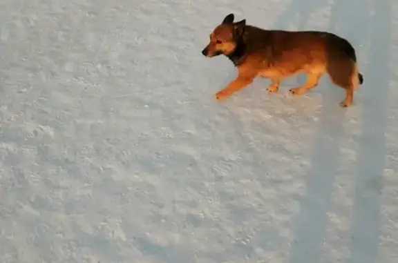 Собака бегает по набережной в районе Метромоста, Омск