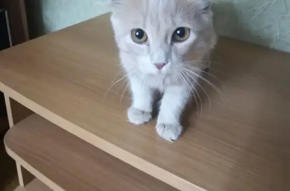 Пропала кошка на Комсомольской, найдена на 65А