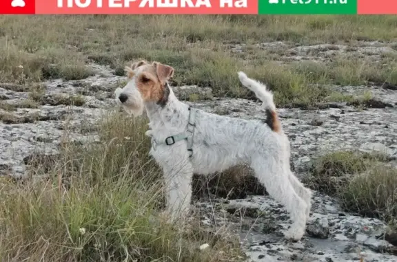 Пропала собака Фокстерьер на ул. Рашпилевская, 227, Краснодар