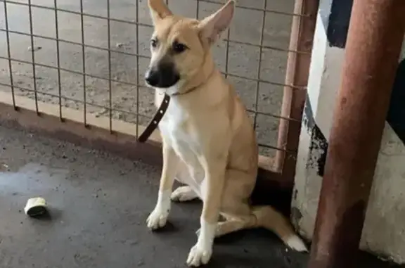 Найдена собака около метро Говорово, Москва