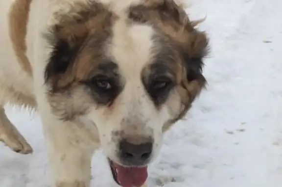 Найдена собака в Дмитровском р-не, возможно алабай/азиат.