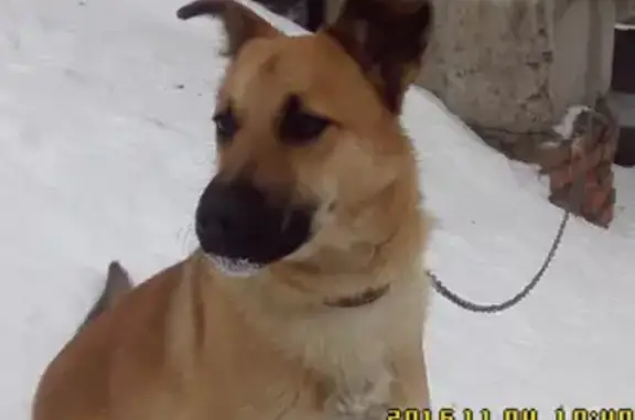 Пропала собака Найда в Дивногорске.