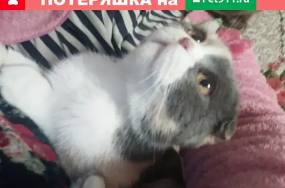 Найдена кошка на Найденовой в Ялте