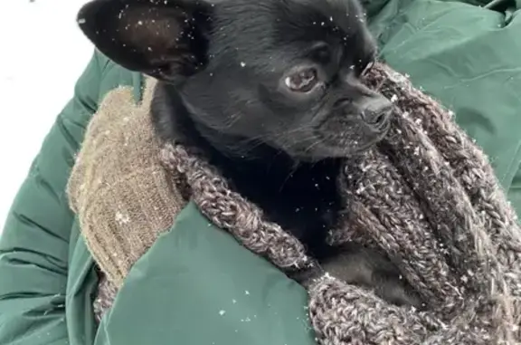 Собака Чиахуа-хуа найдена в Москве без чипа и читаемого клейма.