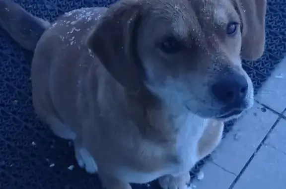 Найдена собака в Солнечногорске-2