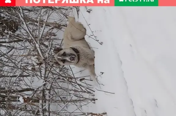 Пропала алабай девочка в Туле.