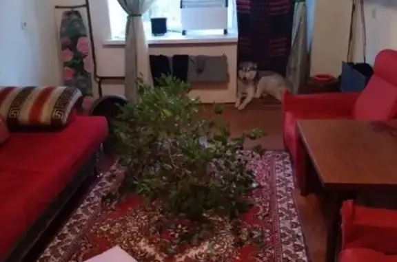 Собаки потеряшки, Томск, фото: Потеряшка Хаски Чивас в Томске (30 символов)