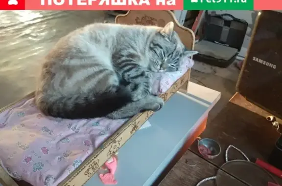 Кошки потеряшки, Новосибирск, фото: Потеряшка кошка в Новолуговом, ул. Новосёлова, 4