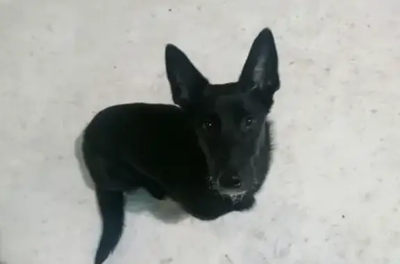 Найдена собака Девочка в Кемерово