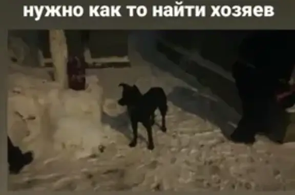 Собака найдена на остановке Киевская.