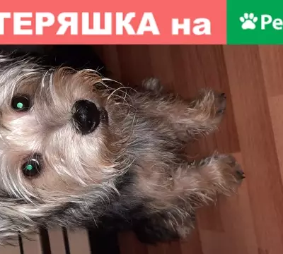 Собака найдена в Чехове, Центральная улица, 10