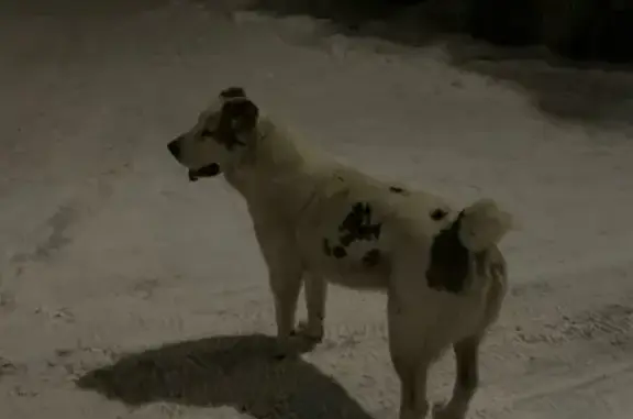 Собака Алабай найдена в Одинцово