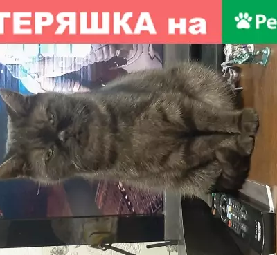 Пропала кошка на Большой Санкт-Петербургской, 108