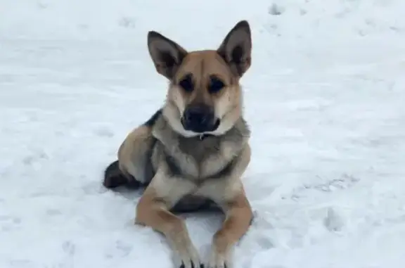 Найдена молодая собака в Истре