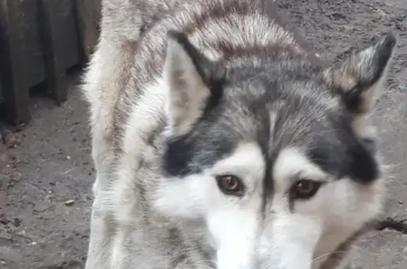 Собака пропала в Кировском р-не Волгограда