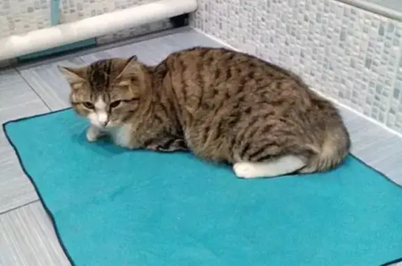 Найдена трехлапая кошка в Красноярске