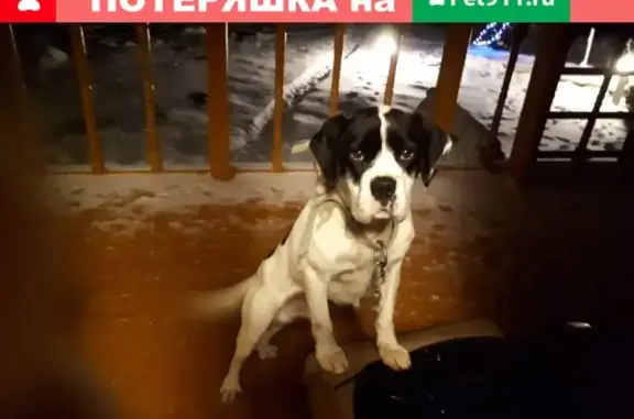 Найдена домашняя собака Белая в Пустошке
