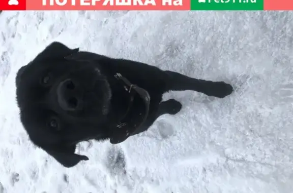 Собака породы лабрадор найдена на Острогожской 42.