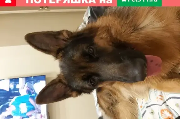 Потерянные животные Сургут, фото: Пропала Немецкая овчарка в Сургуте.