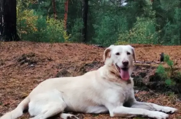 Пропала собака Руна в Ступино, вознаграждение гарантировано