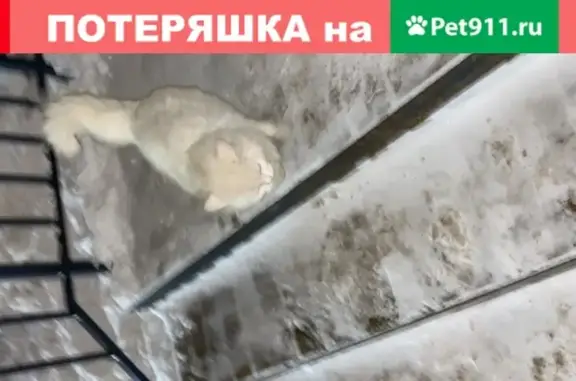 Найдена кошка возле парковки в ЖК Арт сити в Казани