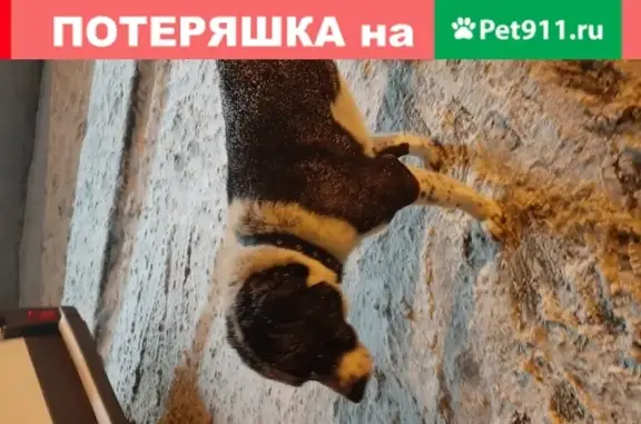 Найдена собака на ул. Чернышевского 17, район Финская долина