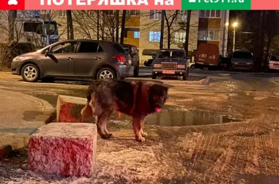 Потеряшка кавказской овчарки возле больницы Электроника (39 символов)