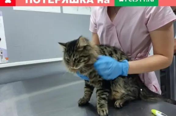 Кошка блуждает у метро Алтуфьево