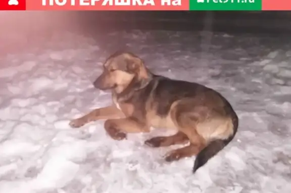 Найдена собака на улице 50 лет Октября, 15