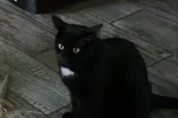 Пропал чёрный кот Касьян в Всеволожске