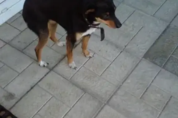 Найдена маленькая собака на ул. Папанинцев, 139 в Барнауле