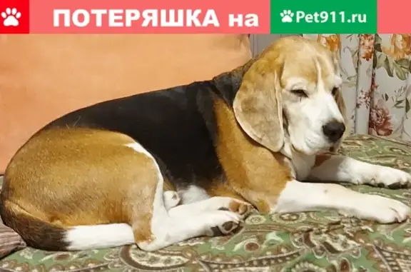 Пропала собака в Чеховском районе, СНТ Столбищево: бигль, трехцветный, возрастной.