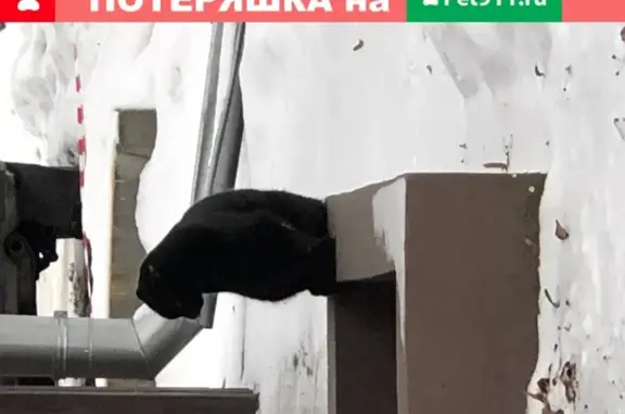Найдена кошка в ЗАО на ул. Герасима Курина