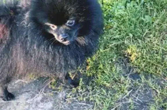 Пропала собака в Красногорске, мальчик померанский шпиц, 2 года, красный ошейник.