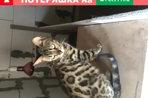 Кошки потеряшки, Коломна, фото: Потеряшка кошка в Сергиевском, Коломенский район