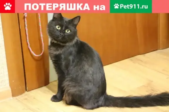 Пропала черная кошка в Пушкино.