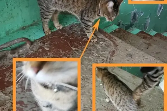 Найдена кошка в Туле, подъезд 6