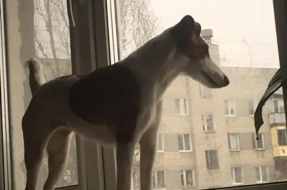Пропала собака Тильда на Чернышевского в Саратове