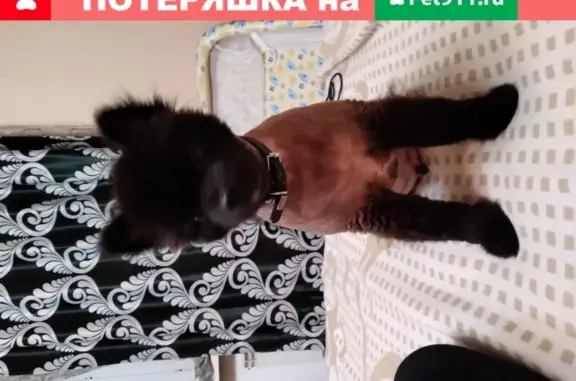 Пропала собака, вознаграждение, Новосибирск