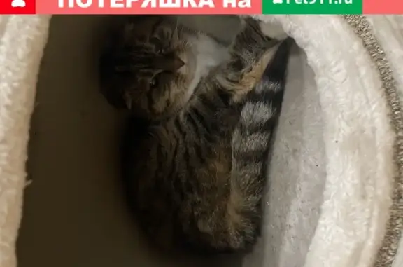 Найдена худая кошка в Химках