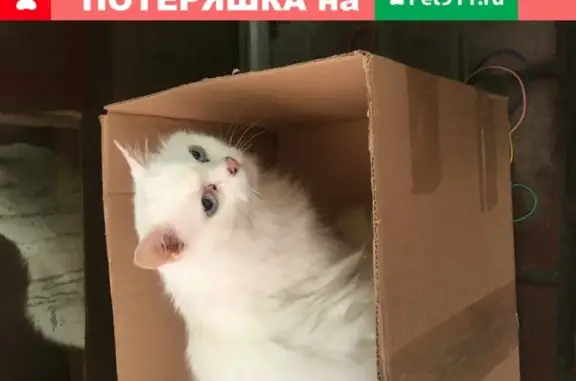 Найдена белая кошка возрастом 7-8 лет в Химках.